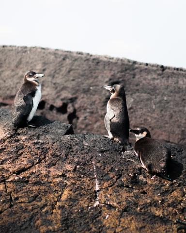 aqua mare galapagos penguin