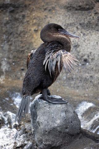 galapagos birds