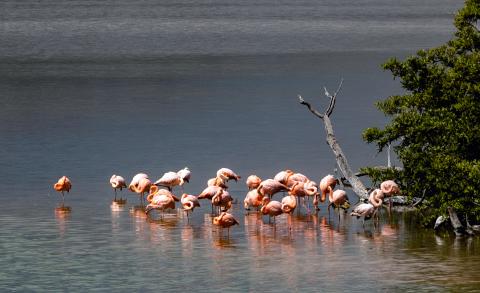 Aqua Mare_Flamingos