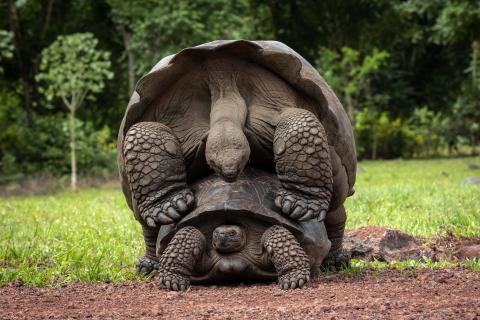 Galapagos Tortoise