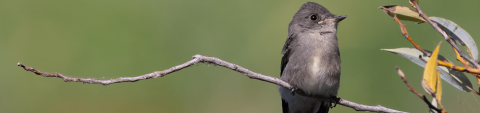 Darwin’s Finches