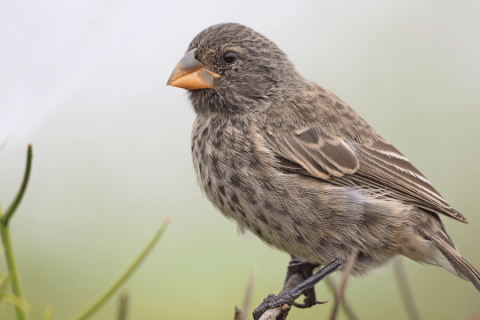 Darwin’s Finches