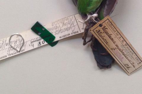 The feather thief