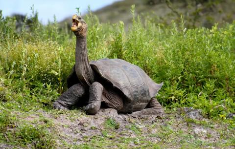 Galapagos Tortoise