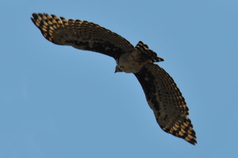 harpy eagle in flight