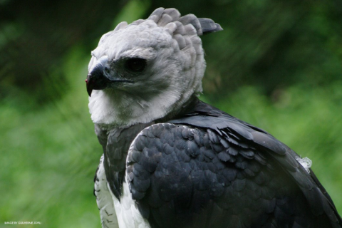harpy eagle