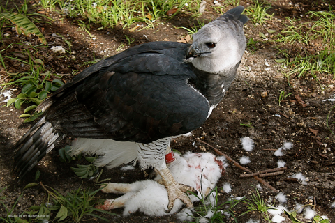 harpy eagle with prey