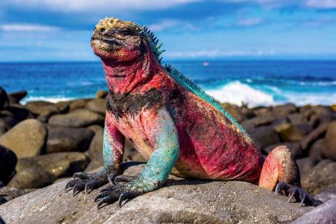 Marine iguana