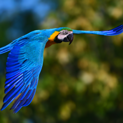 amazon wildlife encounters