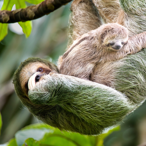 amazon sloth