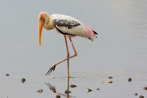 A Painted stork forages for food