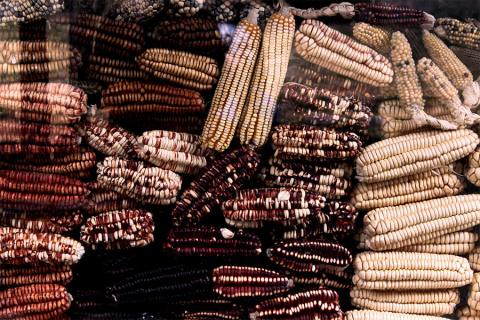corn
