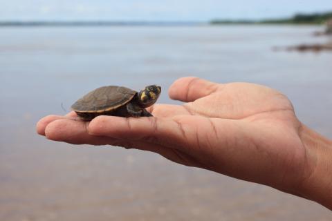 Taricaya turtles