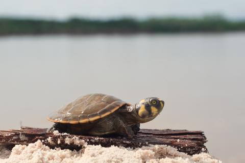 Amazon animals