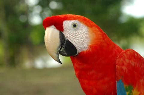 Wildlife Adventure - Amazon - Macaw