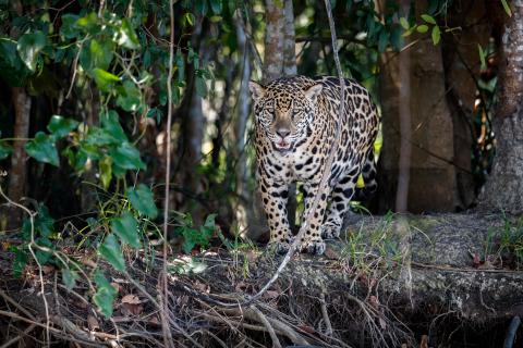 Amazon animals