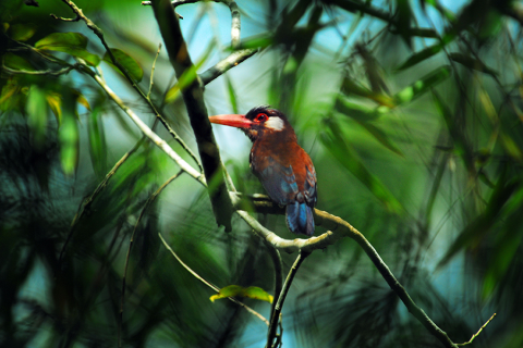 Peruvian Amazon
