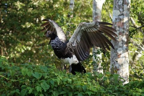 horned screamer