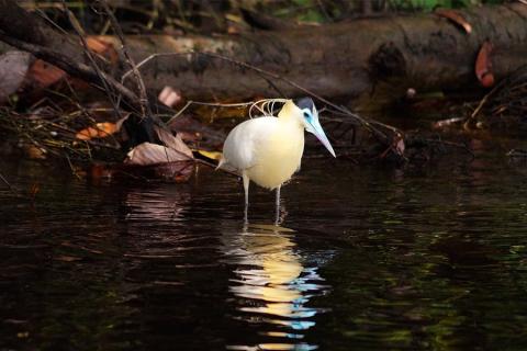 capped heron