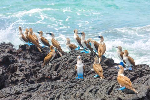 blue-footed-boobies on-rocks