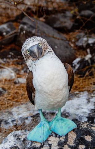 blue-footed-booby