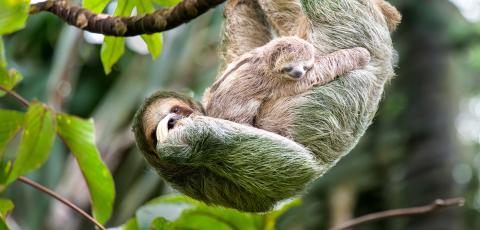 brown-throated-three-toed-sloth-and-baby