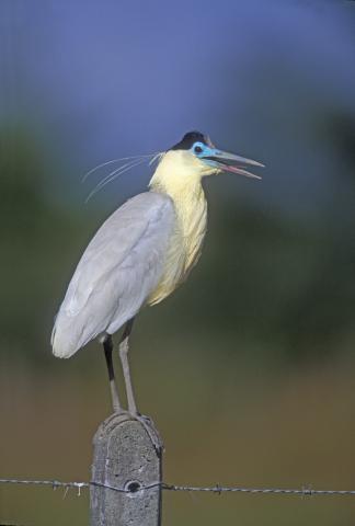 capped-heron-on-post