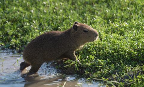 capybara-ibera-wetland