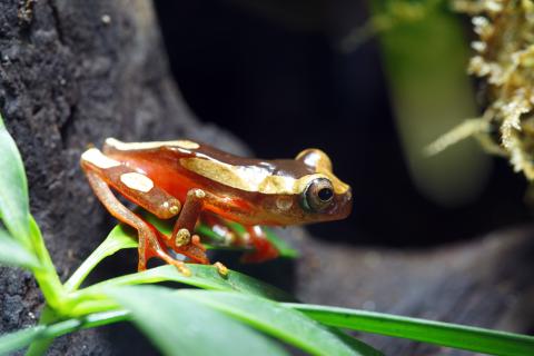 clown-tree-frog-macro-red