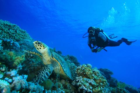 diver near coral reef