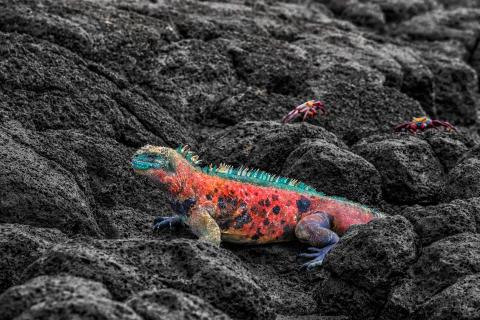 iguana on rocks