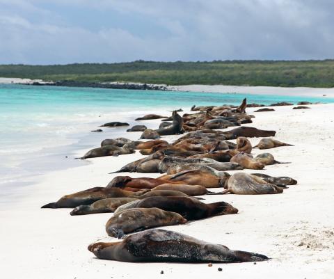 espanola island sea lions
