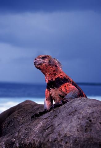 espanola-marine-iguana-red-island