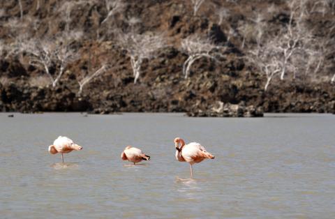 flamingos-in-lake-island