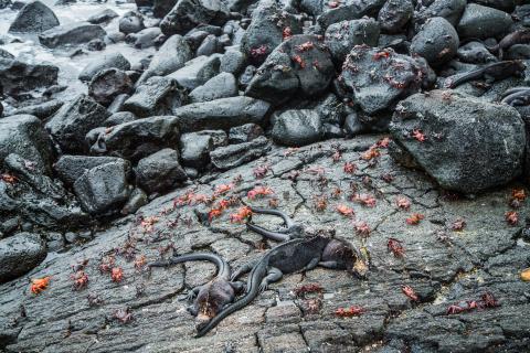 galapagos-island -crabs-iguanas-on-rocks
