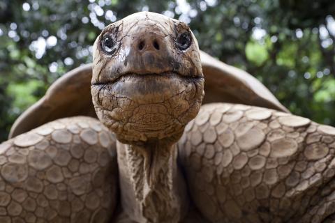 Galapagos Tortoise