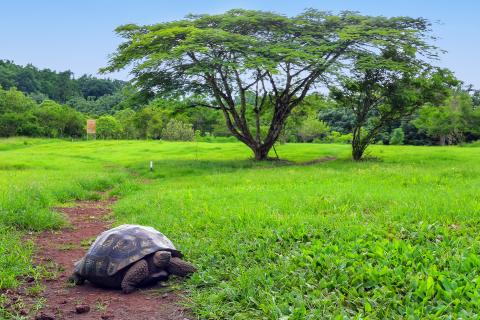 Galapagos Tortoise