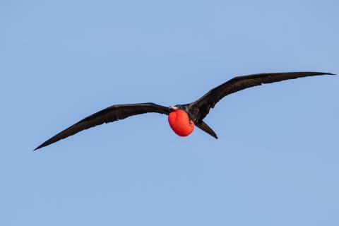 Frigatebird