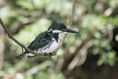 great-green-kingfisher