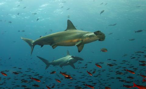 hammerhead-sharks-swimming