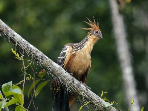 hoatzin-cuyabeno-wildlife-reserve