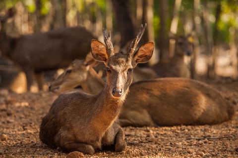 aqua blu deer