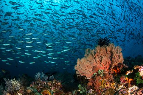 Top 10 Locations to Go Diving and Snorkeling in East Indonesia