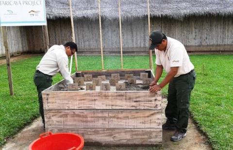 Taricaya turtles