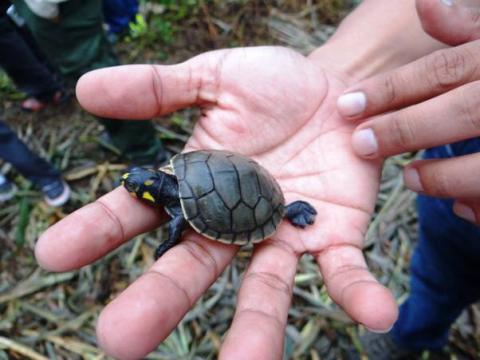 Taricaya turtles