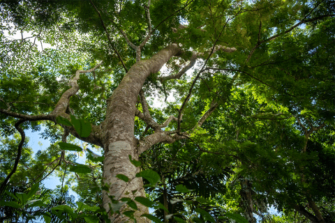 amazon jungle
