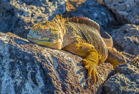 land-iguana-south-plaza-island-sunset