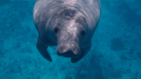 manatee