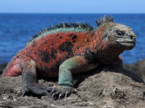 iguana