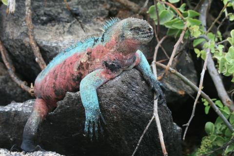 marine-iguana-suarez-point-espanola-island